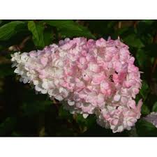 Image result for hydrangea paniculata vanille fraise