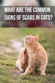 What Are The Common Signs Of Scabs In Cats Cat Allergies Cat Skin Problems Cat Skin