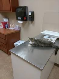 We highlight a brief snapshot of each company, what your options are for deductibles and reimbursement amounts, and what stands out in terms of coverage and exclusions compared to the competition. Four Paws Animal Hospital 214 Conquest Boulevard Edinburg Reviews And Appointments Topvet
