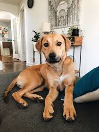 Home For Good Dogs Rescue 465 Springfield Ave Berkeley Heights Nj Animal Shelters Mapquest