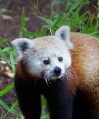 He wore a varsity jacket and a bandana. Red Panda San Diego Zoo