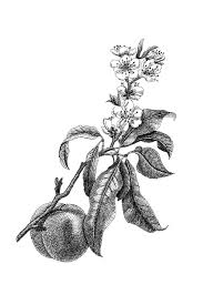 Peach Blossom Botanical Illustration Botanical Wall Art Etsy Line Art Flowers Peach Blossoms Peach Tattoo