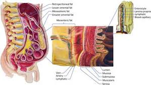 Human anatomy is the study of the shape and form of the human body. Frontiers Why Do Men Accumulate Abdominal Visceral Fat Physiology