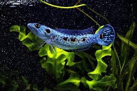 Channa Pleuropthalma Ocellated Snakehead Ikan Akuarium Ikan Cupang Ikan