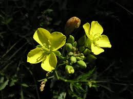 Image result for Diplotaxis tenuifolia