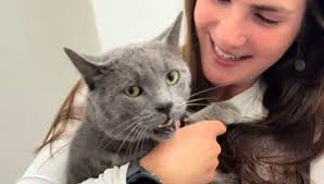 Il gatto Lucky Chance è stato investito e si teme il peggio, poi succede  una cosa incredibile