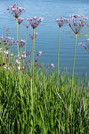 Image result for Butomopsis