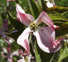 Image result for Cornaceae