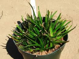 Image result for Aloe ballii