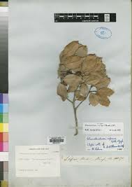 Image result for Hippocratea apocynoides