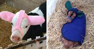 Baby cow wearing a hat. Turns Out Farmers Are Protecting Their Calves From Frostbite With Earmuffs And It S Too Cute Bored Panda