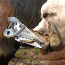Image result for hoof disease chart for cow