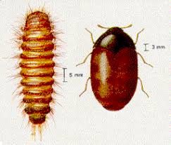 Indian meal moths are gray with brown or bronze wings. Stored Food And Fabric Pests Pest Control Canada