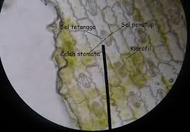 Pengertian sistem organ merupakan bentuk kerja sama antar organ untuk melakukan. 30 Trend Terbaru Gambar Daun Zea Mays Victoria Melani Blog