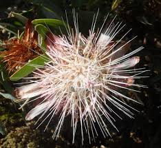 Image result for Protea welwitschii