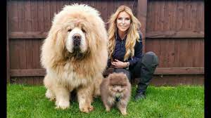 More images for how big is a tibetan mastiff » Chinese Tibetan Mastiff Versus Tiny Pomeranian Dog What Will Happen Youtube