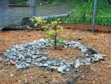 The weevil lays its eggs in the bud at the top of the tree. Bc Native Garden Picea Sitchensis Bentham S Sunlight The Golden Sitka Spruce Ubc Botanical Garden Forums
