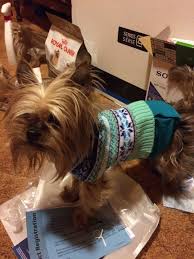 Gizmo My Rescue He Now Fills Out The Sweater And It S To Small He Was Skin And Bones Skin And Bones Gizmo Rescue