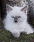 Ragdoll cat breeders - Ragdoll kittens for Sale in Ohio ...