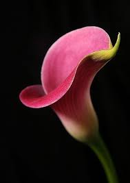 Best 21 Best Calla Lily Photos Https Decorisme Co 2018 07 15 21 Best Calla Lily Photos Add Two Or T Beautiful Flowers Photos Pink Calla Lilies Flower Photos