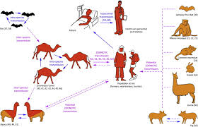 Vintage islamic middle eastern mixed metal vase & 3 ashtrays silver inlaiddescription: Searching For Animal Models And Potential Target Species For Emerging Pathogens Experience Gained From Middle East Respiratory Syndrome Mers Coronavirus Sciencedirect