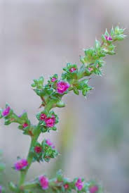 Image result for Salsola kali