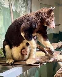 Endangered Matschie's Tree Kangaroo Born at Nebraska Zoo: Photos