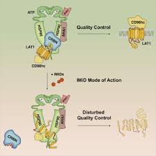 Todo sobre las imid ¿qué son las imid? The Imid Target Crbn Determines Hsp90 Activity Toward Transmembrane Proteins Essential In Multiple Myeloma Molecular Cell X Mol