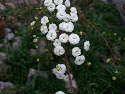 I fiori, bianchi, sono molto profumati, le foglie piccole e sempreverdi. Fiori Bianchi Cespuglio