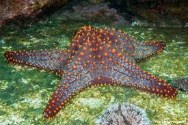 Image result for Pentanisia sykesii