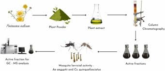 Image result for Pentanema indicum