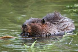 Maybe you would like to learn more about one of these? 10 Amazing Facts About Beavers