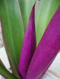 Maybe you would like to learn more about one of these? 26 Best Oyster Plant Ideas Oyster Plant Plants Planting Flowers