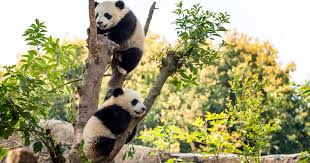 Image result for pandas