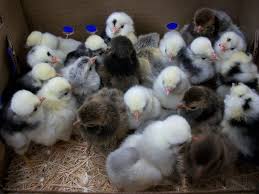 When you order straight run chickens from a hatchery, be prepared to end up with both males and some females. Pin On Chickens