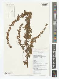 Image result for Kotschya