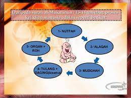 Manusia disebut dengan lafaz insane (mufrad) atau nas (jama). Proses Kejadian Manusia Dalam Islam Dan Sains Teknologi Proses Kejadian Manusia Menurut Al Quran Dan Sains