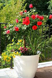 This video allows you to implement an easy no dig border in your landscape design plan as the rocks do. Knock Out Rose Container Garden Tips Duke Manor Farm
