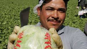 Once-dominant iceberg lettuce gets increasingly chilly reception