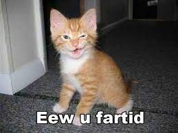 Funny Cat Pictures Photo Lol Cat Funny Animal Pictures Kittens Funny Funny Cats
