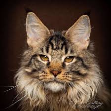 Video of cat nursing a baby raccoon: Can A Bobcat Produce Offspring With A Normal Domestic Cat Quora