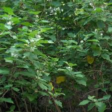 Image result for Solanum torvum