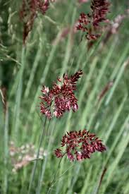 Image result for Melinis nerviglumis