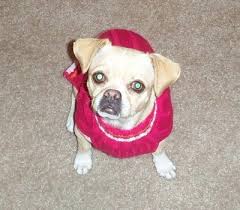 It is known that the pug spent a lot of time in the country of china, but it is. Pug Chihuahua Mix Photos Thriftyfun