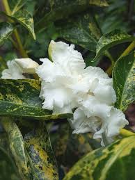 Image result for Tabernaemontana