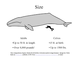 Humpback whales tend to feed by opening their mouth wide to gulp down as much prey, like fish or krill, as possible, leading marine scientists to speculate that what happened to mr packard was in all likelihood purely accidental. Gray Whale Eschrichtius Robustus Ppt Download