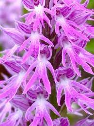 Pin On Orderly Orchids