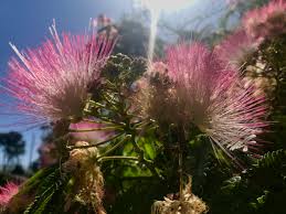 Image result for Albizia forbesii