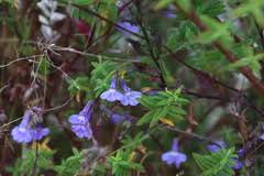Image result for Lobelia blantyrensis