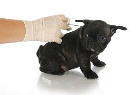 We did not find results for: Pros And Cons Of Microchipping Your Chihuahuas